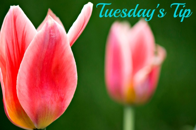 tulip Tuesday's tip